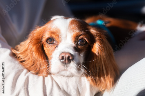 Adorable cavalier king charles spaniel resting calmly photo