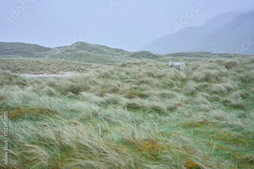 Sheep grazing in lush, green grasslands against misty, rolling hills and a cloudy sky. Ireland photo