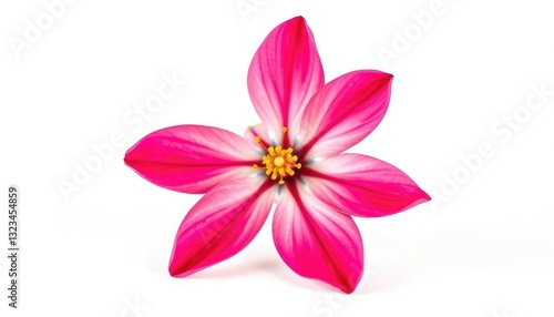 A single vibrant bloom, petals delicately unfurled, set against a pure white backdrop, plant, flora