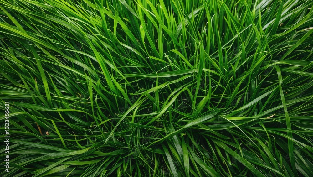 Lush green grass texture viewed from above, featuring vibrant emerald tones, densely clustered blades arranged horizontally for a natural look. Lush green grass texture viewed from above, featuring vibrant emerald tones, densely clustered blades arranged horizontally for a natural look.