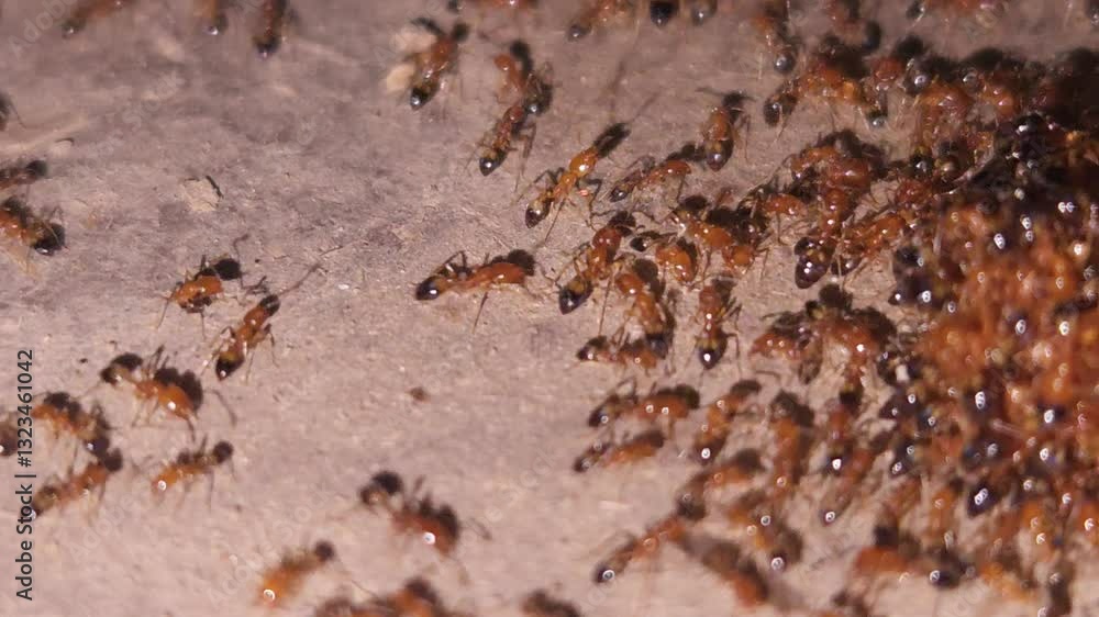 Predators And Prey, Ants can be both predators, prey, and even scavengers, playing a role in the food web that extends beyond their own species. Many ant species prey on other insects. Predators And Prey, Ants can be both predators, prey, and even scavengers, playing a role in the food web that extends beyond their own species. Many ant species prey on other insects.