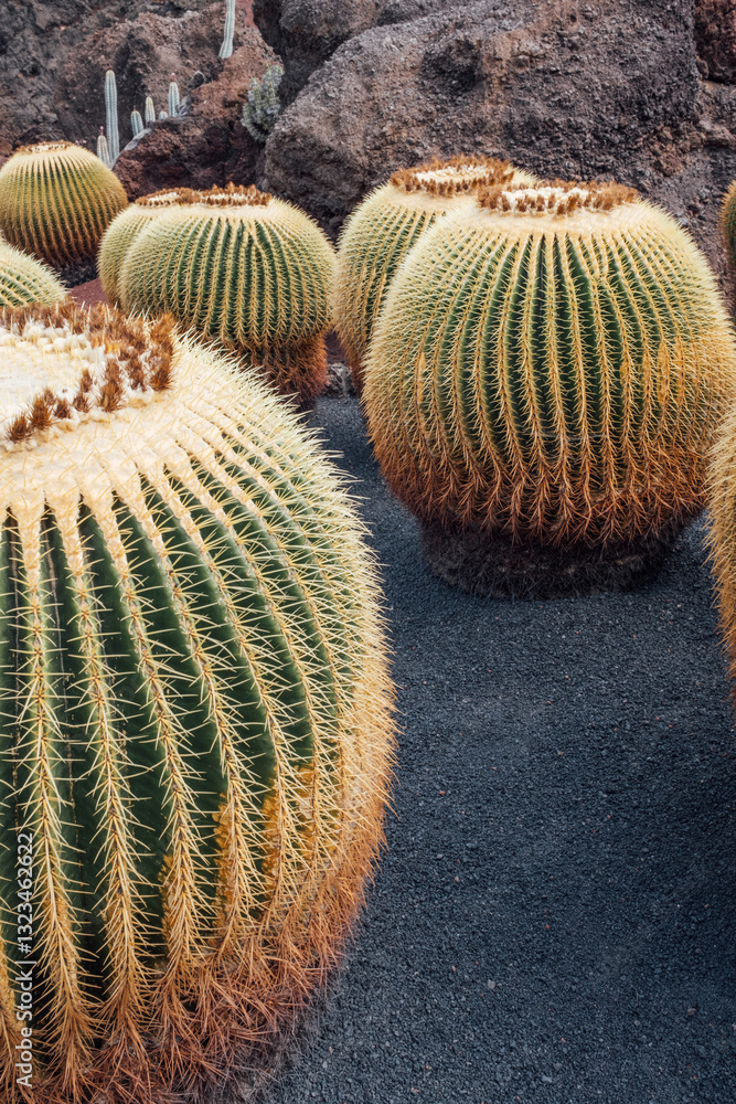 Close-Up of Cactus Spines Close-Up of Cactus Spines