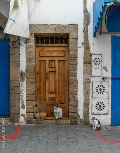 Wooden door with stray cats in Essaouira  
 photo