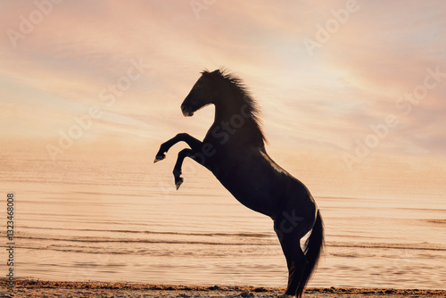 schwarzes Pferd am Strand, Sonnenaufgang