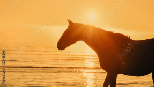 Pferd am Strand während Sonnenaufgang
