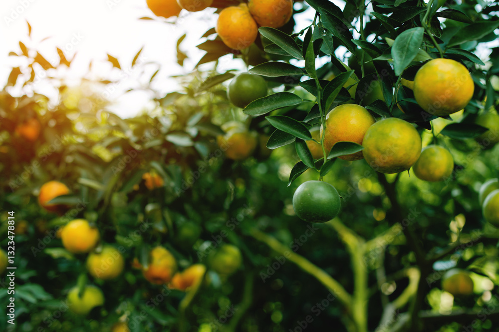 Orange garden, organic farming and sustainable vegetable and fruit growing Orange garden, organic farming and sustainable vegetable and fruit growing