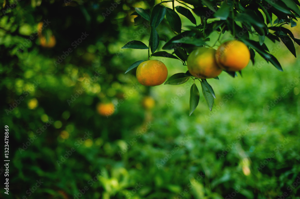 Orange garden, organic farming and sustainable vegetable and fruit growing Orange garden, organic farming and sustainable vegetable and fruit growing