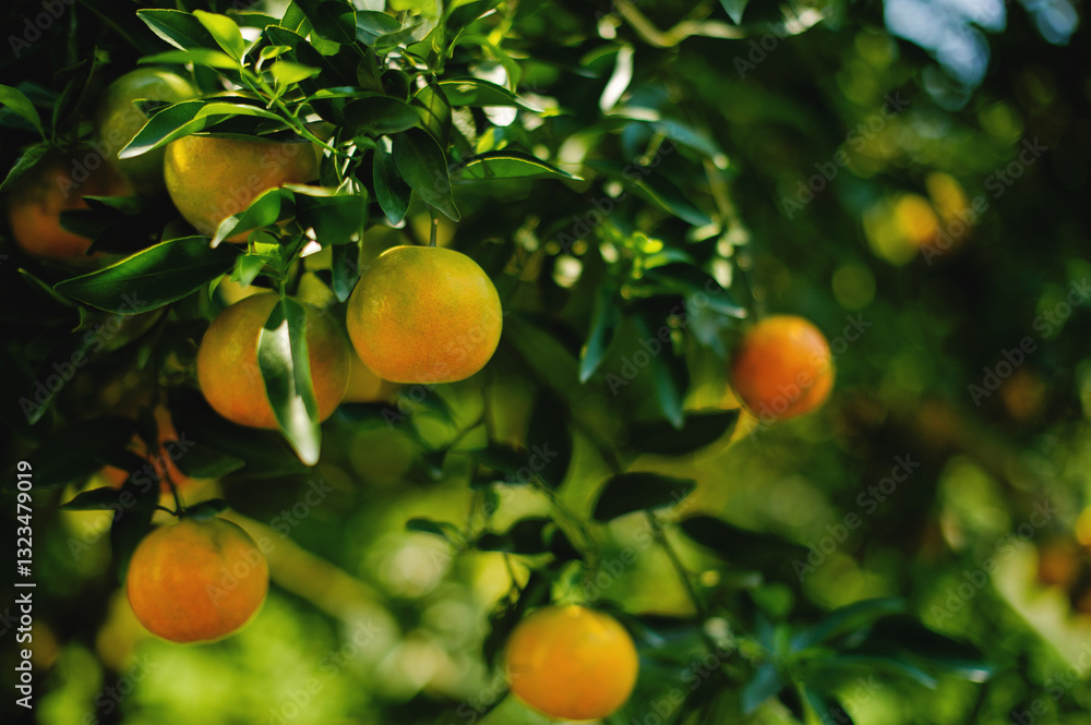 Orange garden, organic farming and sustainable vegetable and fruit growing Orange garden, organic farming and sustainable vegetable and fruit growing