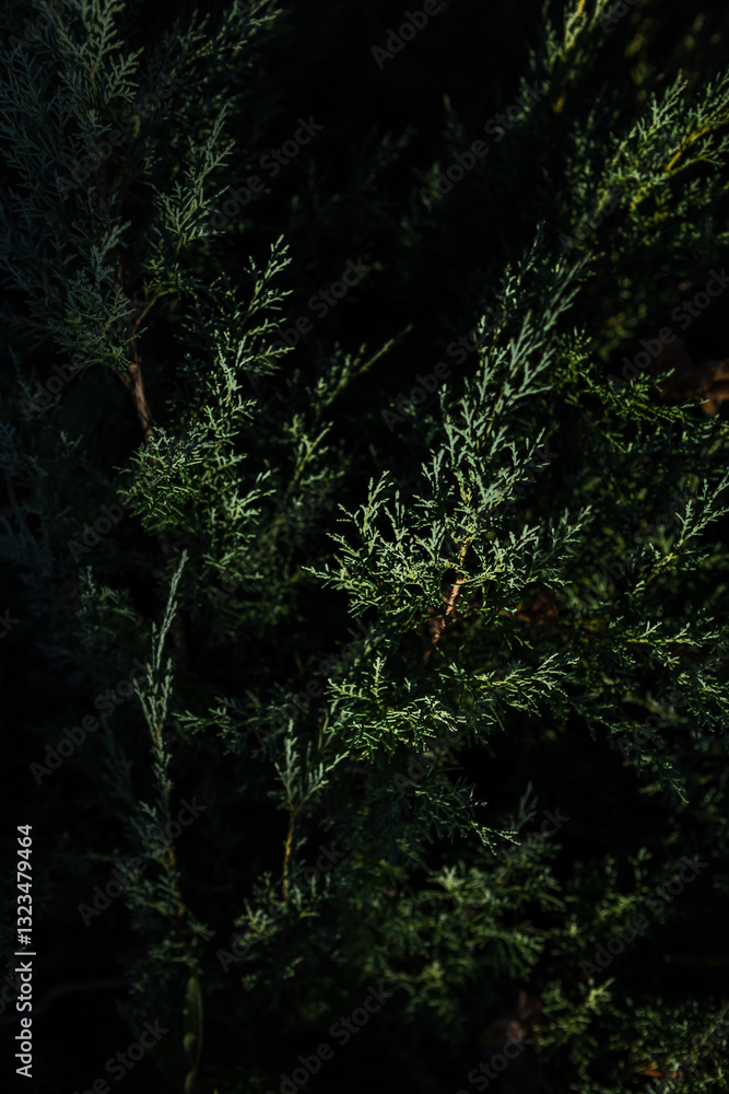 Green natural background conifer evergreen bushes juniper Green natural background conifer evergreen bushes juniper