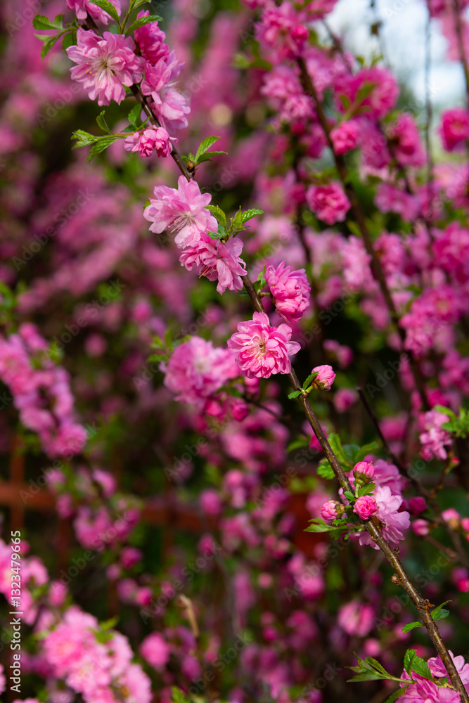 Spring blooming plant cherry flowers nature background Spring blooming plant cherry flowers nature background