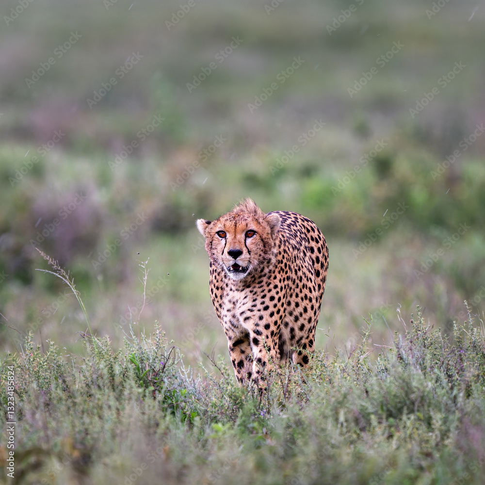 Naklejka premium cheetah in serengeti