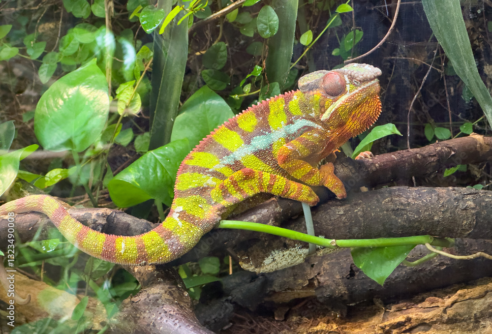 panther chameleon Furcifer pardalis reptile on a tree
