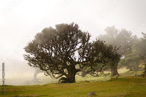 Misty forest landscape with tall trees shrouded in fog. photo