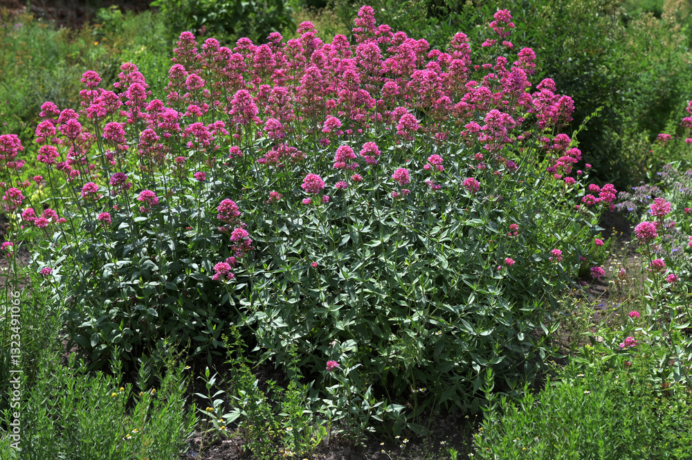 Pink blooming Centranthus ruber Pink blooming Centranthus ruber