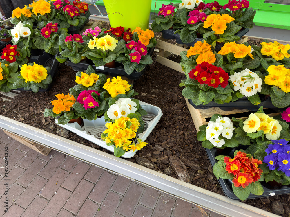 colorful primrose flowers in the flower shop