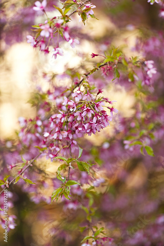 Blooming cherry blossom branches in spring. Closeup of pink flowers with soft bokeh background with branches and twigs in golden sunlight