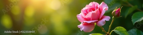 Pink rose flower details on a leafy branch with sunlight filtering through, foliage, dappled
