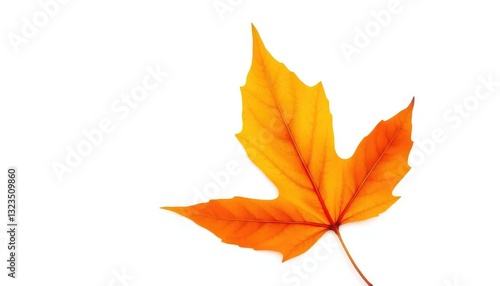 Single autumn leaf, isolated on pure white background, white background, object