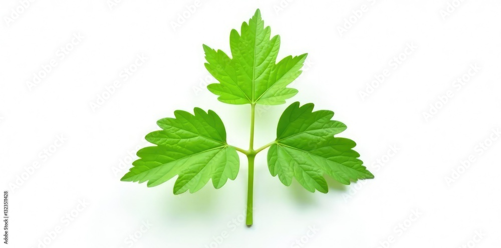 Single nettle leaf isolated on white background, herbaceous, plant, solitary Single nettle leaf isolated on white background, herbaceous, plant, solitary
