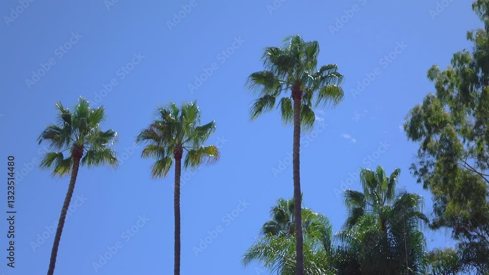 Tall palm trees against a clear blue sky in California in 4k Tall palm trees against a clear blue sky in California in 4k