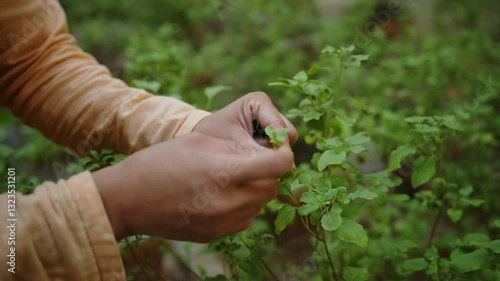 A monk in the garden carefully collects the sacred Tulasi leaves for spiritual rituals