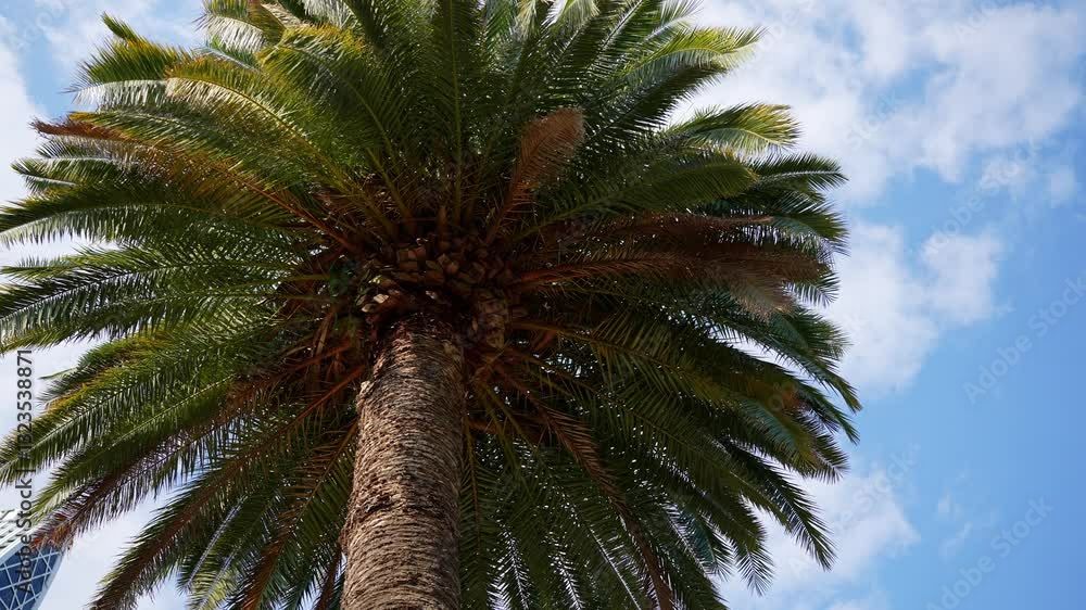 Bottom view of palm leaves with sky and clouds. Relaxing summer vacation concept, lying under palm tree. Exotic nature view. Bottom view of palm leaves with sky and clouds. Relaxing summer vacation concept, lying under palm tree. Exotic nature view.