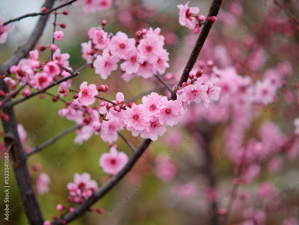 Flowers in spring series: plum blossoming in spring, it is the only remaining last winter flower, is the earliest blooming flower in spring. It shows struggle and pride. Flowers in spring series: plum blossoming in spring, it is the only remaining last winter flower, is the earliest blooming flower in spring. It shows struggle and pride.
