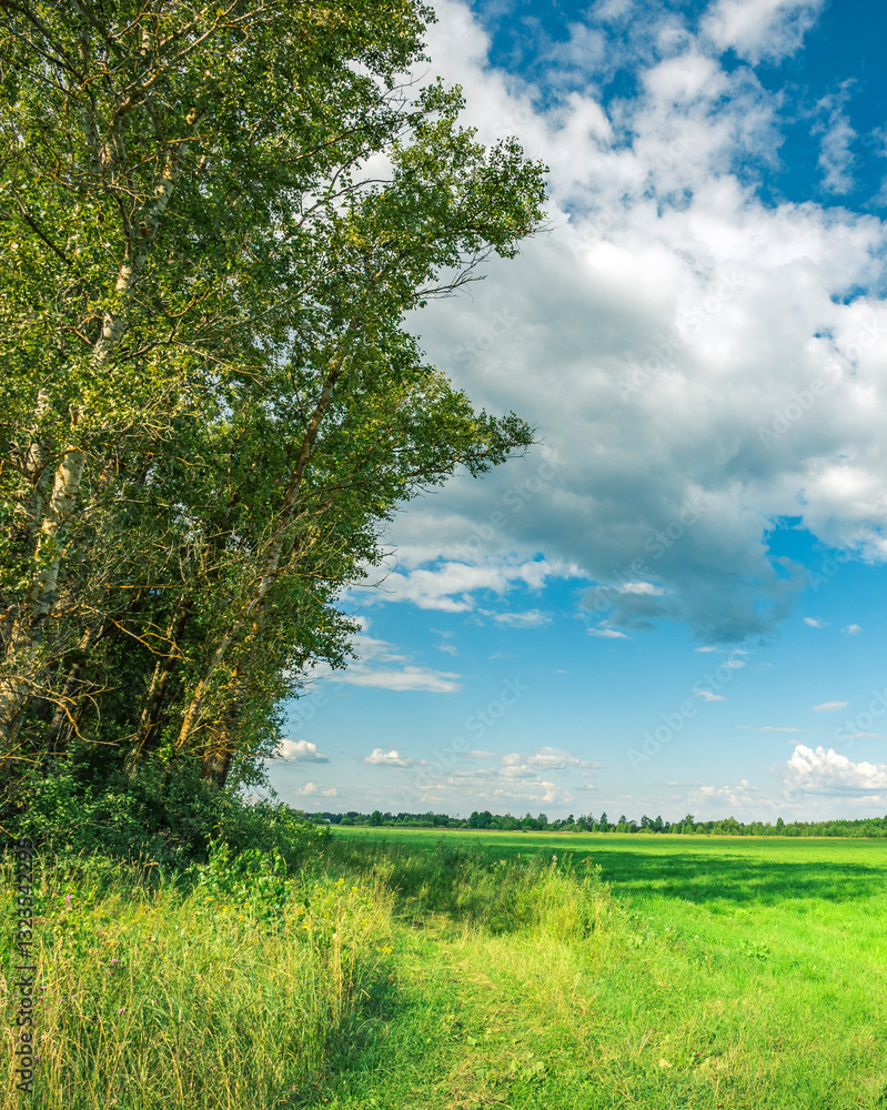 Fototapeta premium Field of grass with a tree in the foreground