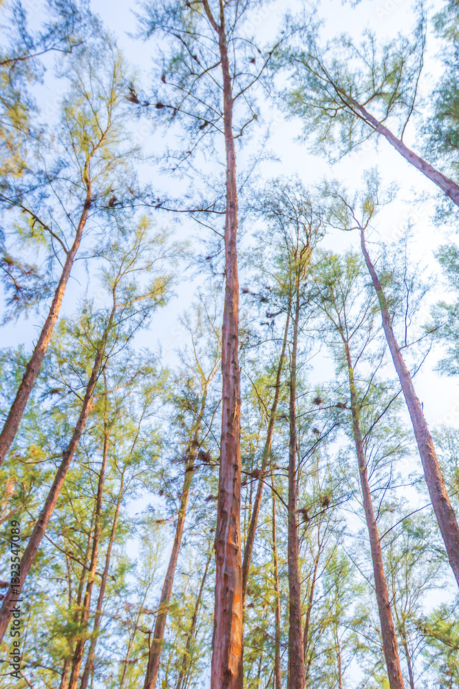 Fototapeta premium Pine tree. very tall pine tree in the forest.