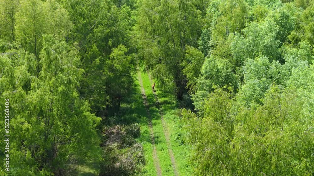 Deer standing in lush green forest, surrounded by dense vegetation, alert and gazing into the distance, aerial high angle approach Deer standing in lush green forest, surrounded by dense vegetation, alert and gazing into the distance, aerial high angle approach