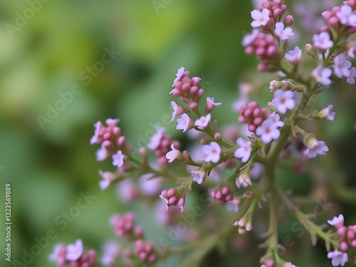 Wallpaper Mural Delicate Pink & Lavender Wildflower Close-up, Macro Photography, Botanical Beauty, Nature's Wonders, Floral Detail. Torontodigital.ca