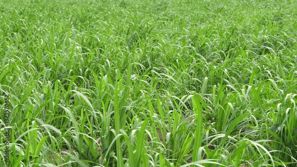 green grass in the wind green grass in the wind