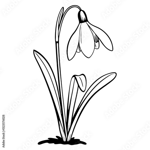 Elegant Snowdrop Flower Line Art Black and White Vector Illustration