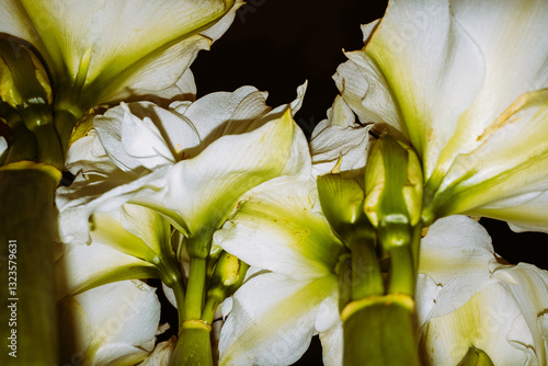 Bright white flowers with green accents in soft lighting