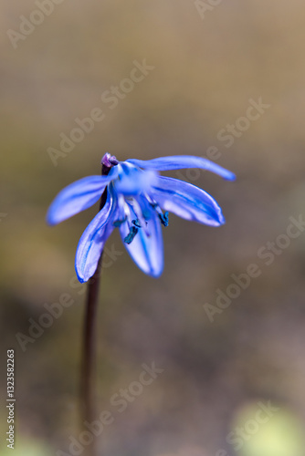 Siberian squill, blue flowers in spring.
