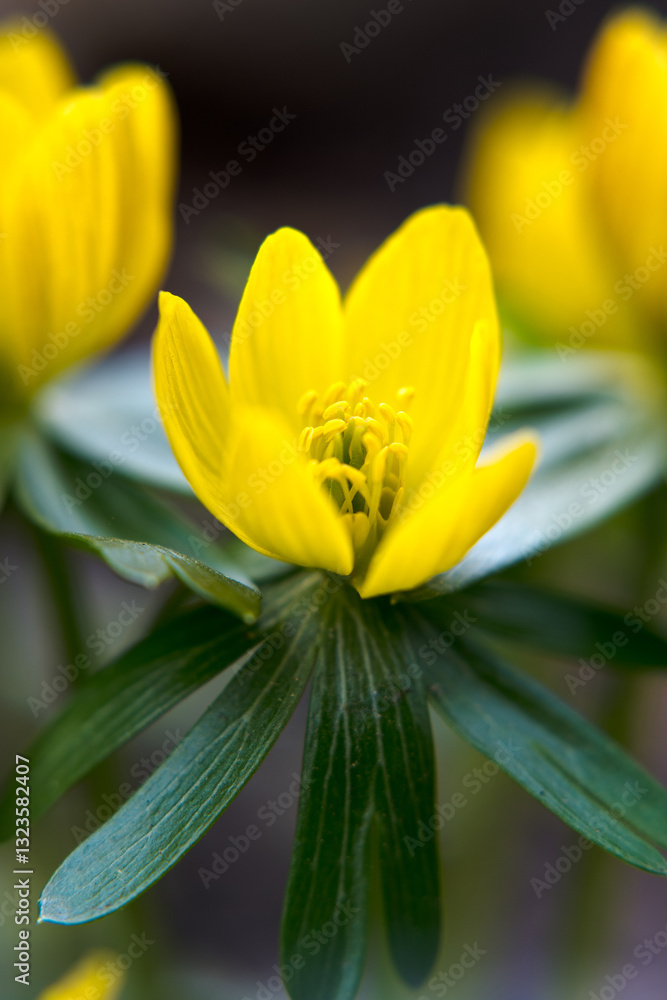 Yellow anemone, spring flowers in the garden.