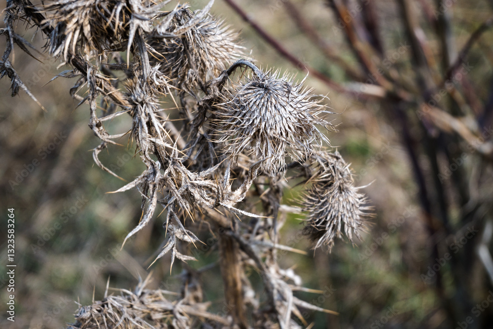 Seeds of a plant that clings to clothes