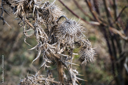 Obraz na płótnie Seeds of a plant that clings to clothes
w salonie