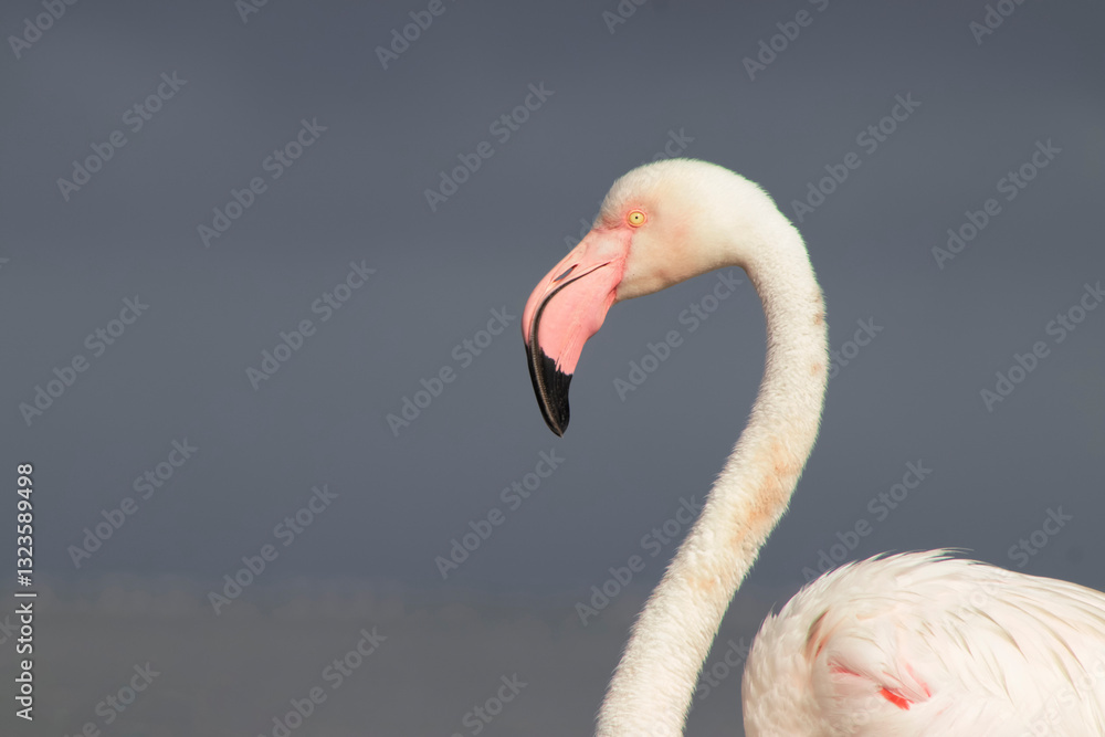 Naklejka premium A close-up of a majestic flamingo against a clear blue sky. This detailed shot highlights the birds vibrant pink feathers and elegant posture, making it perfect for wildlife, nature, and conservation 