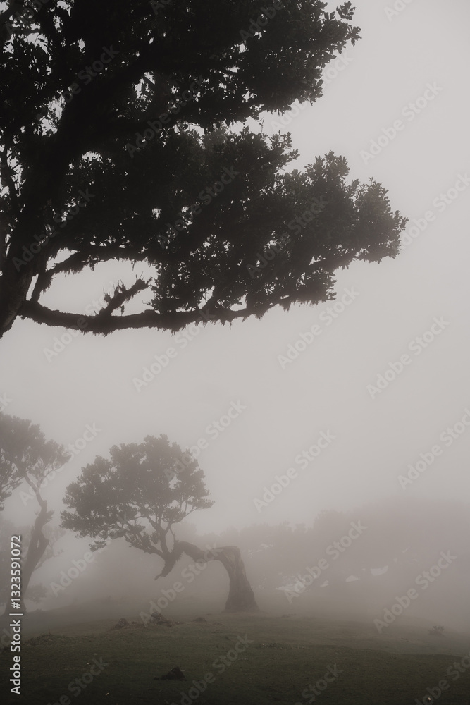Obraz premium foggy morning in the forest