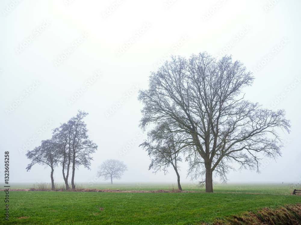 green grassy meadow and silhouettes of trees in morning mist green grassy meadow and silhouettes of trees in morning mist