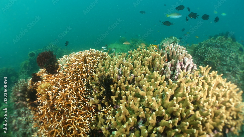 Naklejka premium An underwater ecosystem built by colonies of tiny animals 