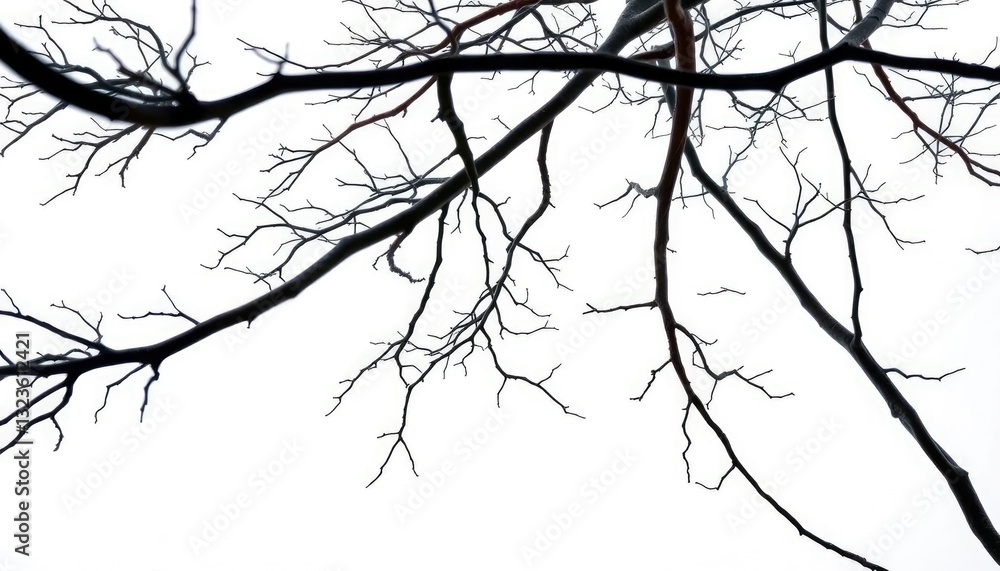 Bare, intricately branched tree limbs against a pure white backdrop, clean, rustic Bare, intricately branched tree limbs against a pure white backdrop, clean, rustic