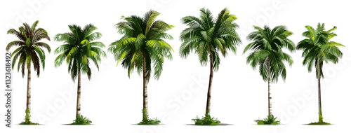 Vector coconut palm tree set, isolated on white and transparent background, tropical tree, palm leaves, exotic nature, summer landscape, botanical element, jungle plant, tropical island