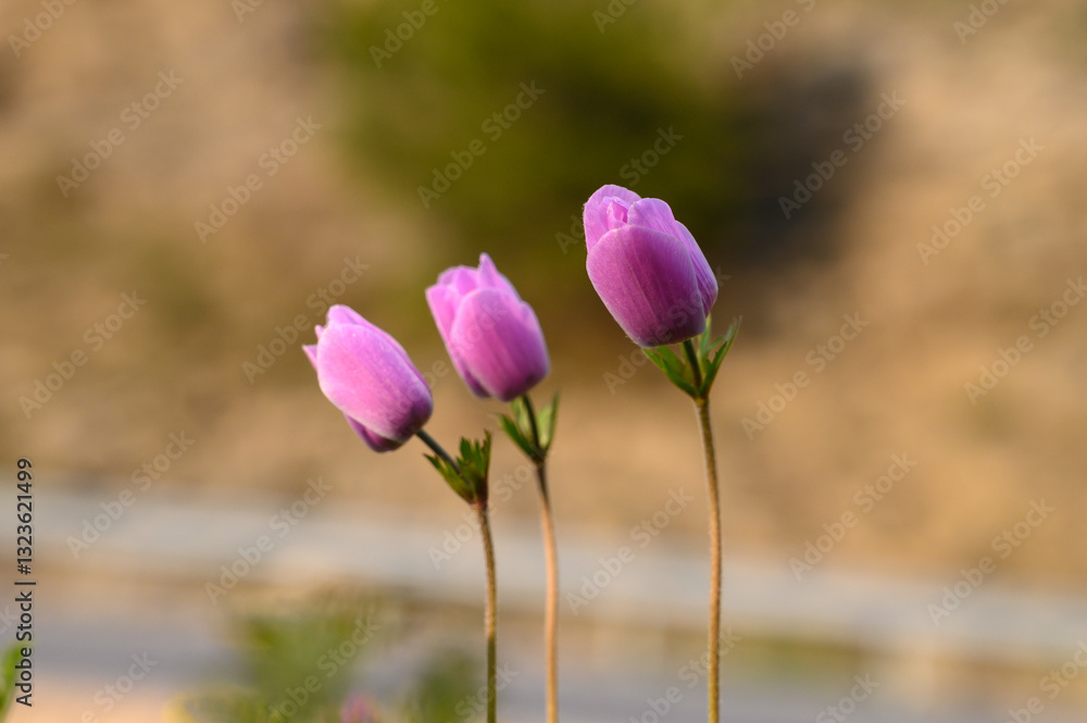 Delicate pink flowers bloom elegantly along the hillside during a sunny afternoon