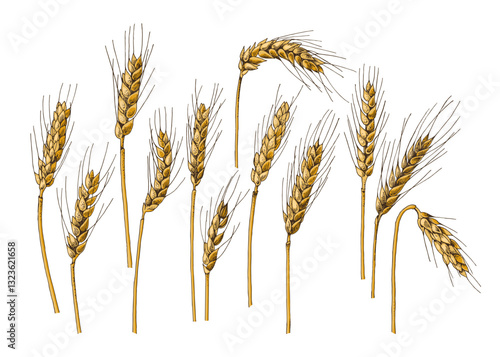 Hand drawn wheat ears collection