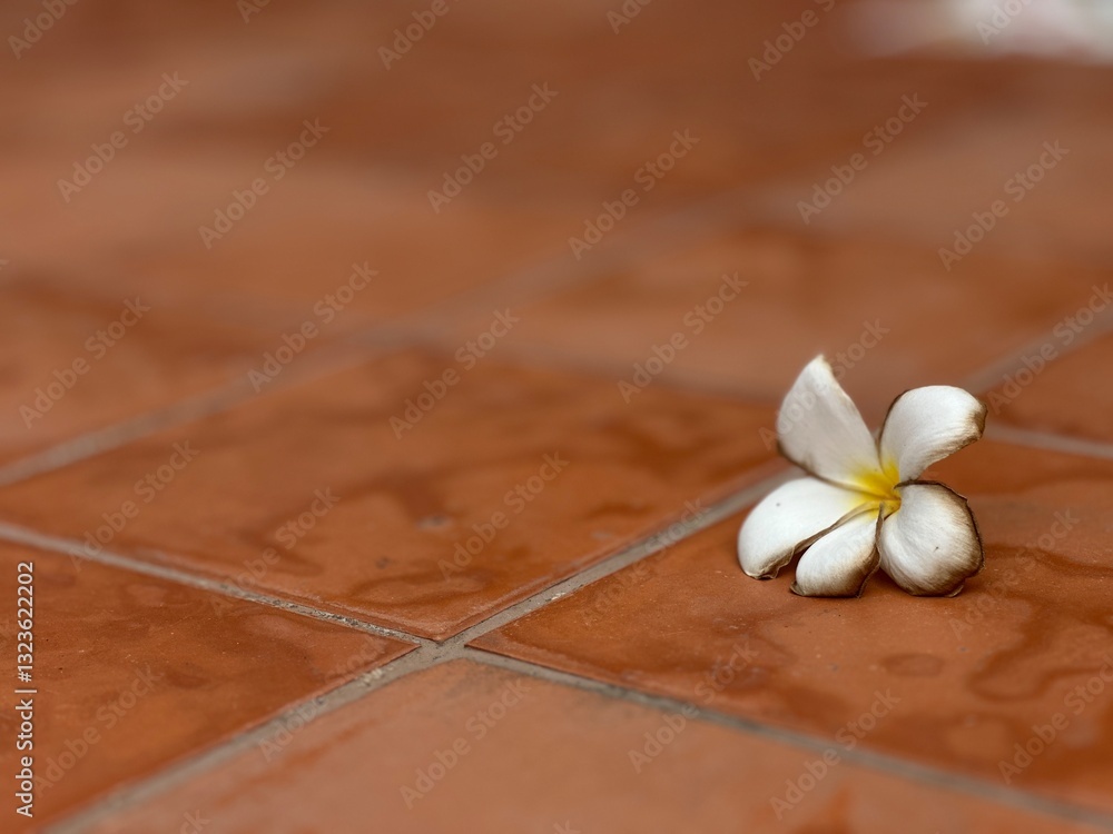 Fototapeta premium frangipani flower on wood