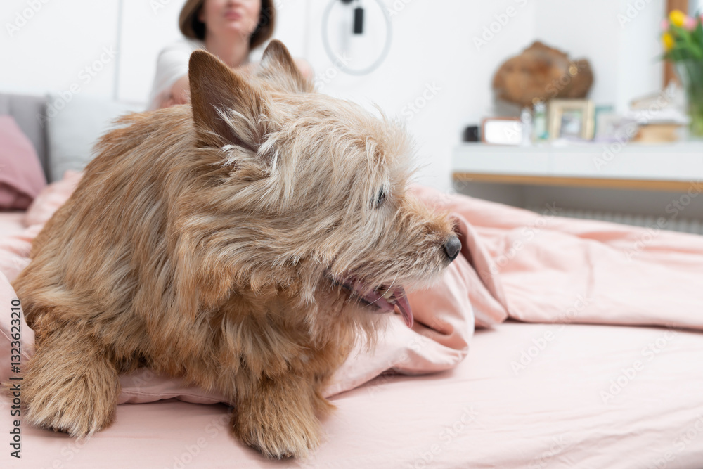 Close up portrait of cute pet dog sitting on bed and woman lying and smiling on background in the bedroom Close up portrait of cute pet dog sitting on bed and woman lying and smiling on background in the bedroom