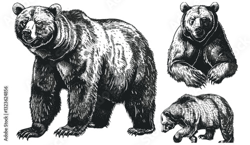 Wild bear vector art, brown bear ink sketch, vintage engraved bear set, grizzly wildlife illustration, isolated bear drawing, vector grizzly, bear art, wild animal background
