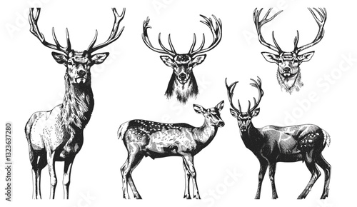 Vector illustration isolated stag silhouette, vintage engraving reindeer set, black and white ink sketch, northern deer background, hand drawn vector image, wildlife art
